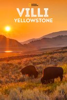 Villi Yellowstone